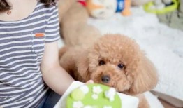 泰迪吃哈密瓜的危害视频,宠物主人必看