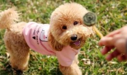 小泰迪吃瓜视频,萌宠美食瞬间，萌态可掬引网友热议