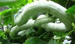 蛇瓜可要去皮吃吗视频教程,视频教程揭秘