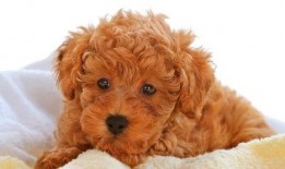 泰迪吃哈密瓜的危害视频,宠物主人必看