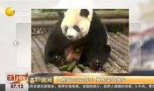 熊猫外卖吃瓜视频,揭秘美食背后的趣味故事