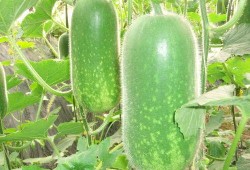 山工园吃瓜视频大全,揭秘校园生活趣味瞬间