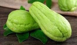 专吃佛手瓜茎会中毒吗视频,佛手瓜茎误食中毒风险揭秘