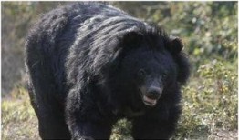 吃瓜黑熊本尊视频大全最新,萌态百出，笑料连连