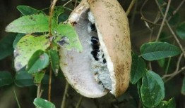 挖土吃八月瓜视频播放,八月瓜美味来袭！