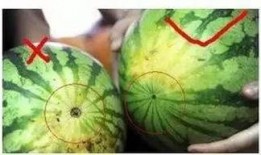 水果捞吃瓜视频