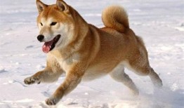 柴犬可以吃丰收瓜吗视频,柴犬的美食探索之旅