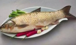 草鱼吃哈密瓜好吗视频,草鱼食用哈密瓜的实验观察与探讨