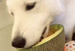 狮子猫吃瓜群众视频,一场趣味横生的网络狂欢