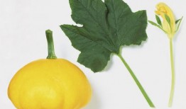 大瓜叶子怎么吃最好视频,视频教你轻松上手