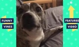 吃瓜抖音搞笑视频合集,让你笑到肚子疼