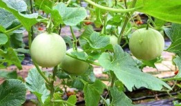 陕西吃瓜视频大全集