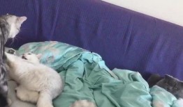 布偶打架吃瓜视频,吃瓜群众围观萌态百出