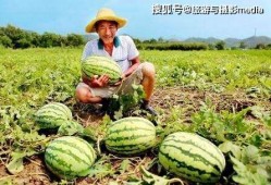 安新县最近的吃瓜视频,揭秘当地生活百态