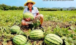 安新县最近的吃瓜视频,揭秘当地生活百态