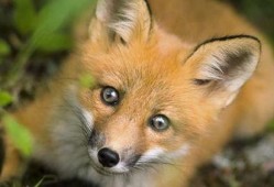 狐狸吃蜜瓜的视频大全集,趣味视频大全集回顾