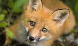 狐狸吃蜜瓜的视频大全集,趣味视频大全集回顾