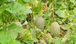 吃瓜视频5元,揭秘娱乐圈幕后真相