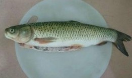 草鱼吃哈密瓜好吗视频,草鱼食用哈密瓜的实验观察与探讨