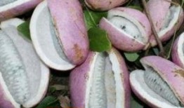 川哥吃八月瓜视频大全,解锁夏日清新美味