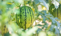 大瓜叶子怎么吃最好视频,视频教你轻松上手