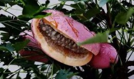 川哥吃八月瓜视频大全,解锁夏日清新美味