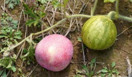 农村吃洋瓜视频播放下载,下载观看热潮席卷乡村