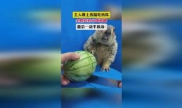 土拔鼠吃瓜视频,揭秘动物界的“美食家”