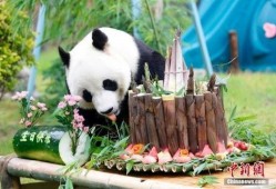 熊猫雅吉吃哈密瓜视频,哈密瓜美食之旅