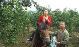 骑马吃瓜视频大全集,趣味横生短视频盛宴