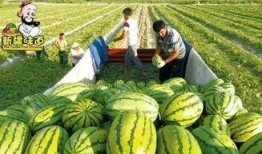 库尔勒吃瓜群视频最新,揭秘瓜农生活背后的感人故事