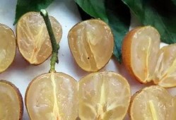 吃黄皮瓜视频教程,轻松学会家常美味