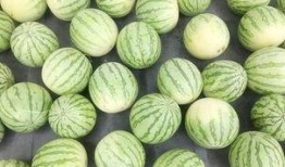 安静地吃瓜的视频,一窥安静吃瓜的悠闲时光