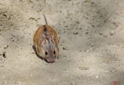 老鼠吃佛手瓜视频播放下载,趣味视频播放下载，揭秘瓜果诱惑