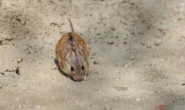 老鼠吃佛手瓜视频播放下载,趣味视频播放下载，揭秘瓜果诱惑